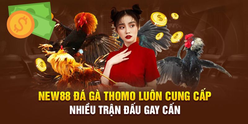 Các loại cược đá gà thomo tại New88