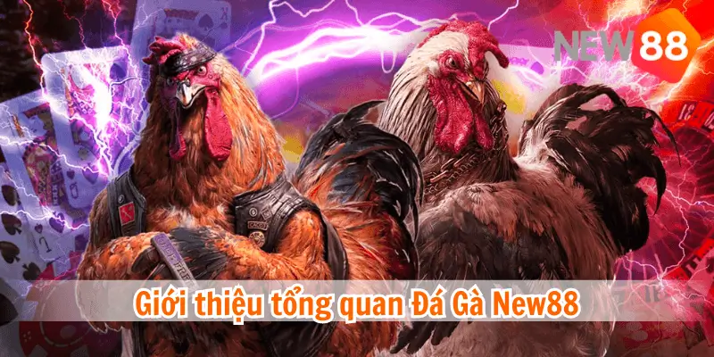 Cách chơi đá gà cựa sắt - bí quyết gia tăng cơ hội thắng!